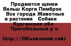 Продаются щенки Вельш Корги Пемброк  - Все города Животные и растения » Собаки   . Курганская обл.,Притобольный р-н